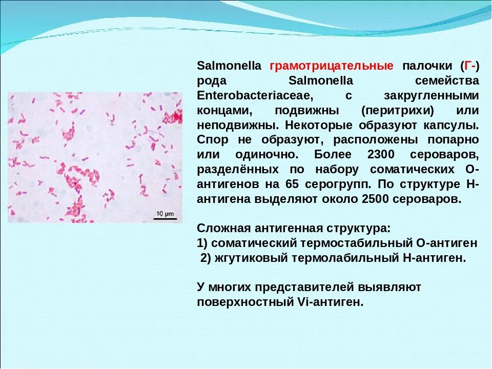 Свойства кишечной палочки. Грамотрицательные палочки микробиология. Споровые грамотрицательные палочки. Salmonella грамотрицательные палочки. Грамотрицательные подвижные палочки.