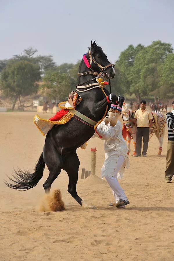 Indian horse. Марвари лошадь. Индийские марвари. Марвари конкур. Танец марвари.