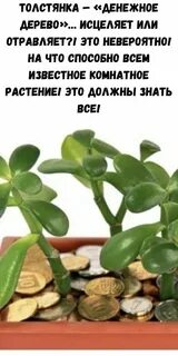 Выбросить денежное дерево