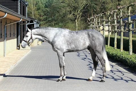 Horse sale