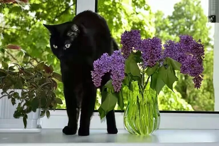 Кошки сиренью. Коты и сирень. Черный кот в цветах.