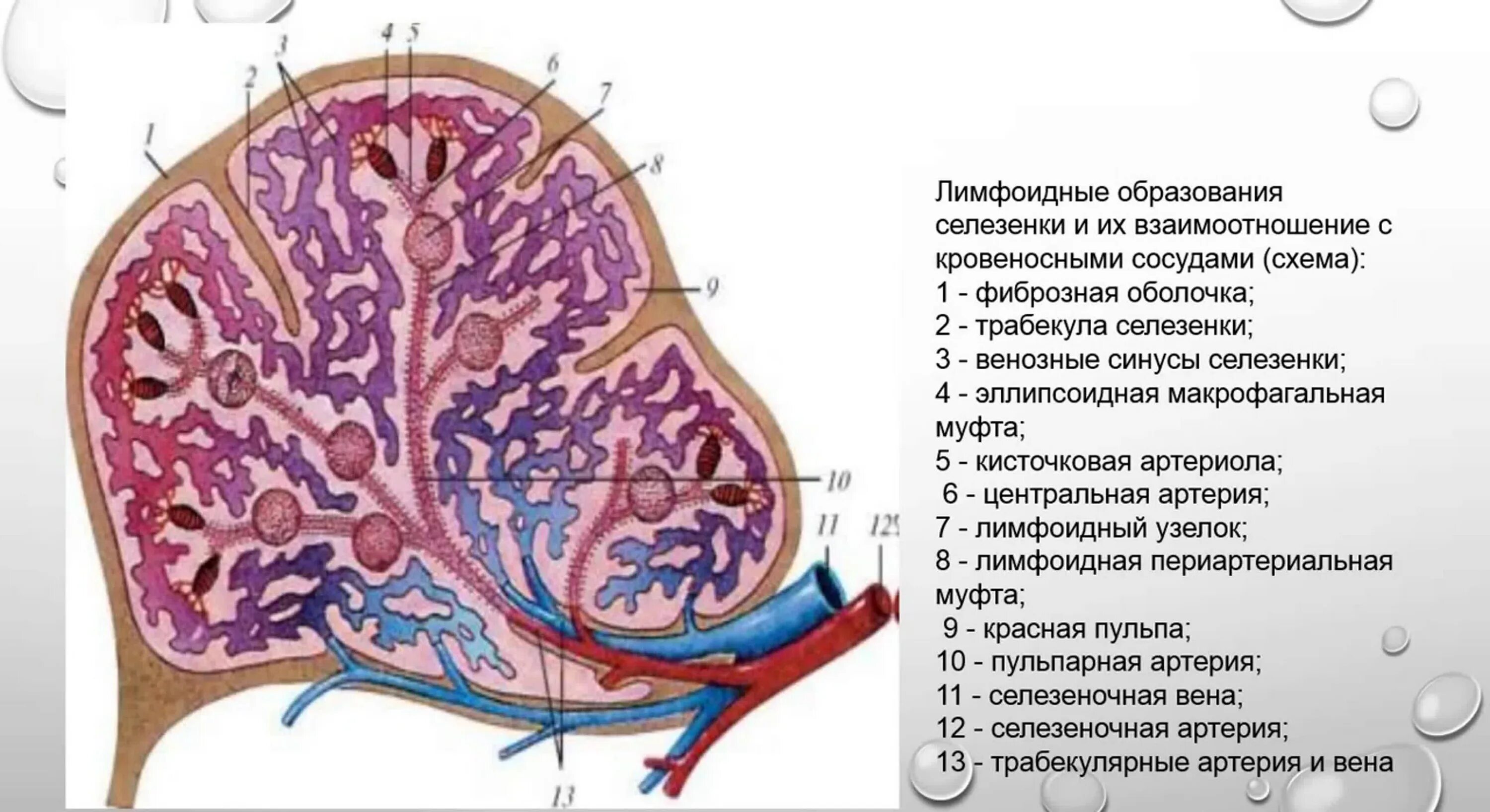 Лимфатические узлы селезенки. Лимфатическая система селезенка. Селезенка периферический орган иммунной системы. Кровеносная система селезенки.