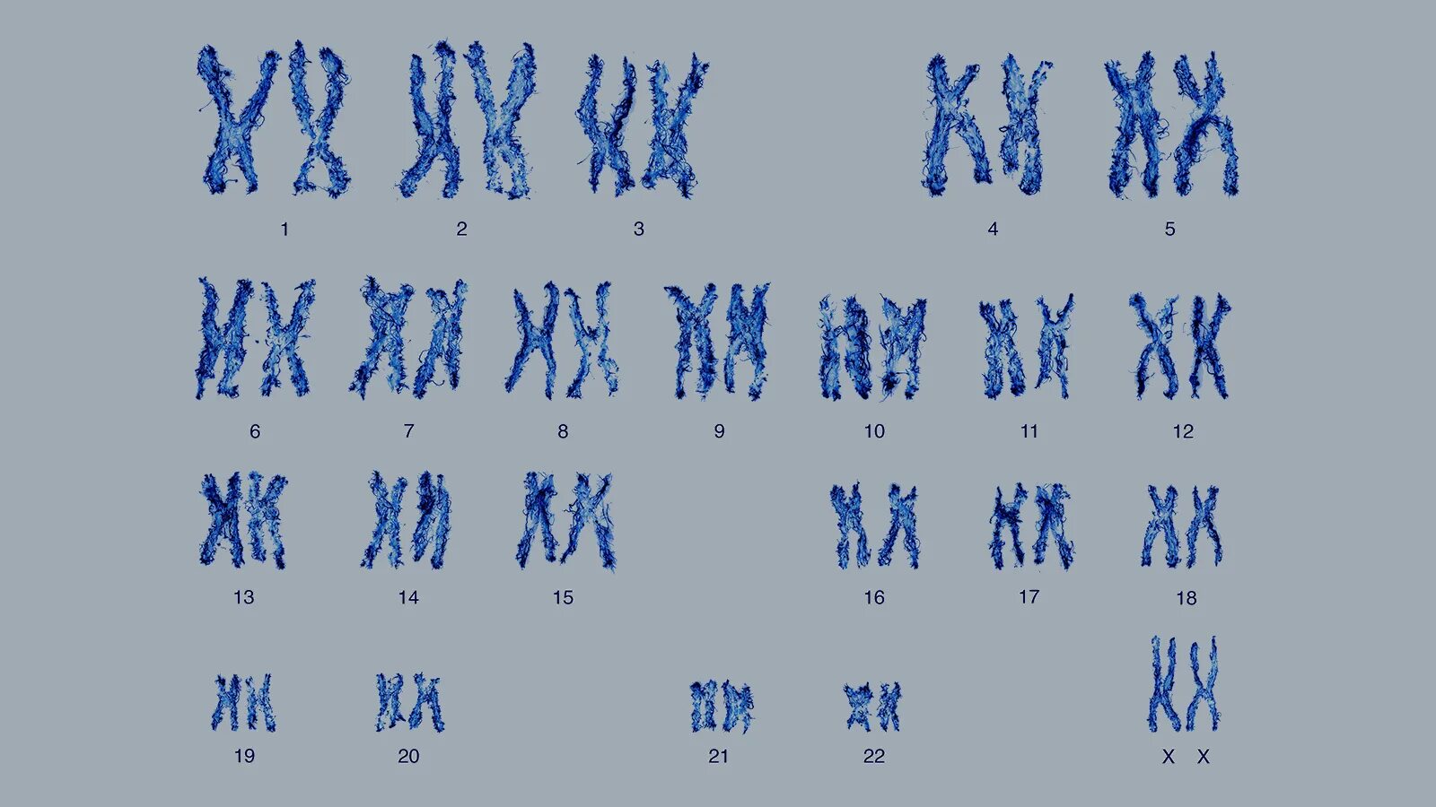 Эрзя генетика. 23 Пары хромосом у человека. XY хромосомы.