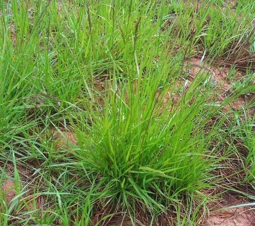 Овсяница фестука. Овсянница красная фото. Овсяница красная (festuca rubra). Овсяница красная (festuca rubra). Овсяница красная.