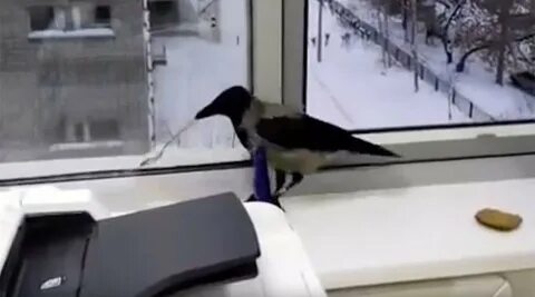 Ворон кричит пасхалка