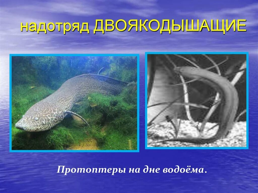 Кровеносная система двоякодышащих. Двоякодышащие рыбы представители. Отряд двоякодышащие представители. Двоякодышащая колюшка геншин. Двоякодышащая колюшка геншин.