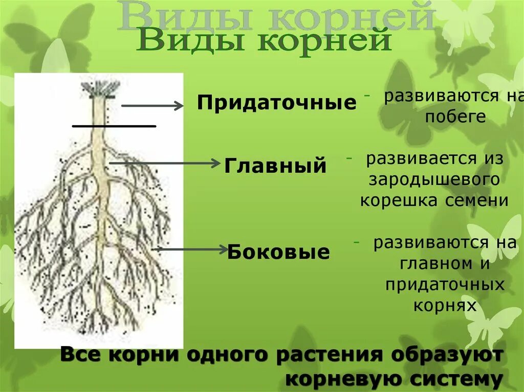 Главный корень корень развивается из зародышевого корешка. Главный корень боковой корень придаточный корень. Развитие главного корня из зародышевого корешка семени.