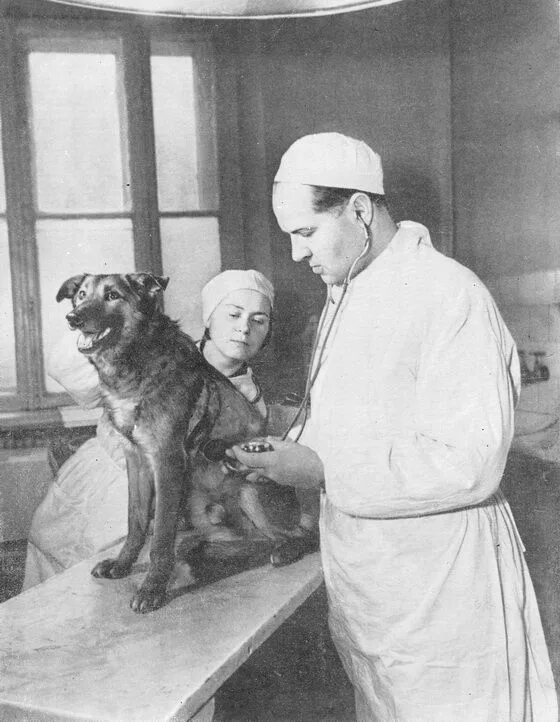 ветклиника старый оскол космос фауна. ветеринар советские годы. ветеринарка старое. ветеринарка старое. киска стар ветеринарная клиника.