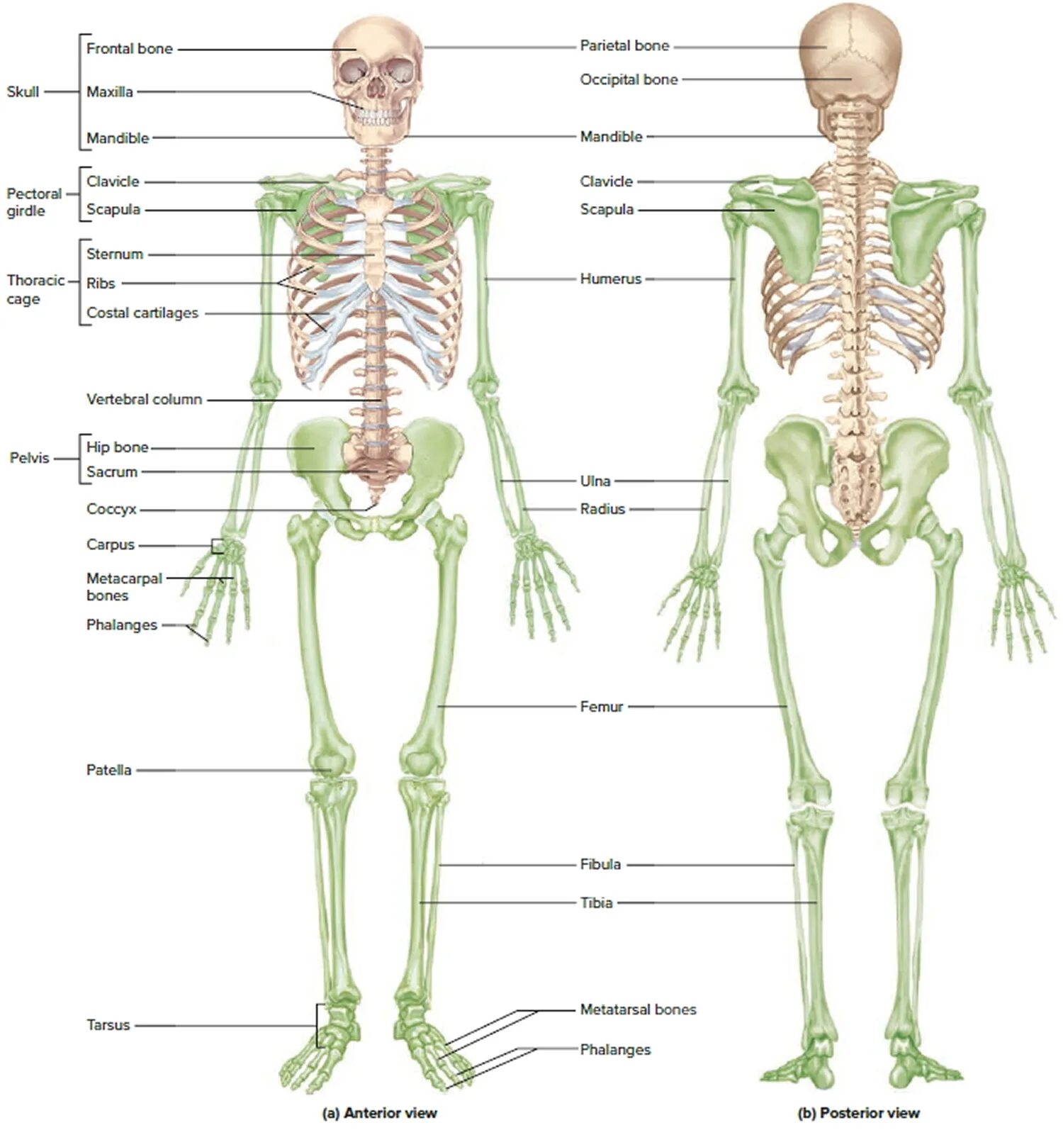 Костная система человека анатомия. Скелетная система человека анатомия. Скелетная система кости. Анатомический скелет человека.