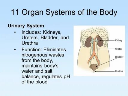 Organ system