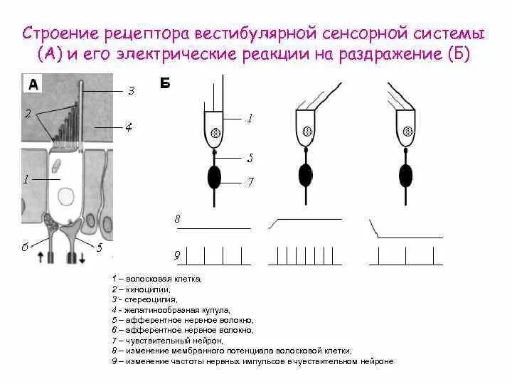 Строение рецептора. Структура рецептора. Строение рецепторов вестибулярной системы. Строение вестибулярного рецептора.