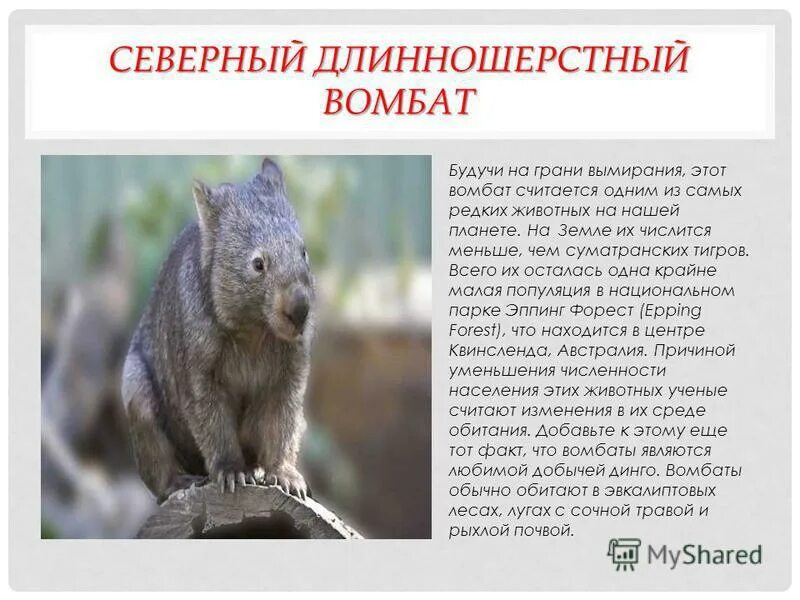 Сумчатый вомбат. Тасманийский вомбат. Длинношёрстные вомбаты. Северный длинношерстный вомбат красная книга. Северный шерстоносый вомбат.