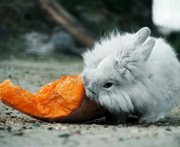 Можно кроликам тыкву. Кролик с тыквой. Тыкву едят кролики. Милый кролик с тыквой. Белый кролик с тыквой.