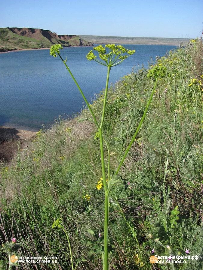 пастернак в крыму