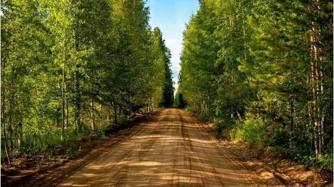 Далеко тянутся и леса