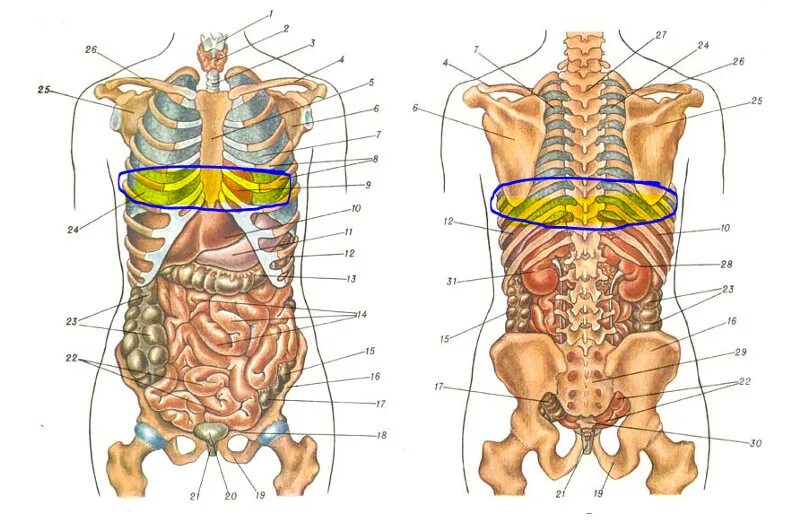 Анатомия человека расположение органов. Строение органов брюшной полости сзади. Внутренние органы человека схема расположения вид сзади. Строение человека внутренние органы мужчины спереди. Строение внутренних органов сбоку.