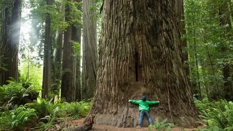 They are trees