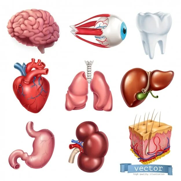 Почка печень сердце. Органы человека. Внутренние органы сердце. Внутренние органы человека рисунок. Органы человека поотденльнлсти.