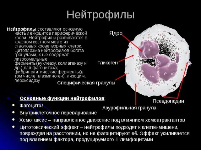 Нейтрофилы описание и функции. Нейтрофильные гранулоциты сегментоядерные функции. Нейтрофильные гранулоциты строение. Сегментоядерные нейтрофилы строение. Макрофаги эозинофилы