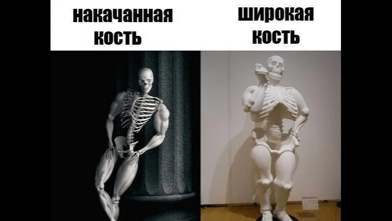 Широкая кость. Люди с широкой костью. Тяжелая кость. Скелет человека с широкой костью.