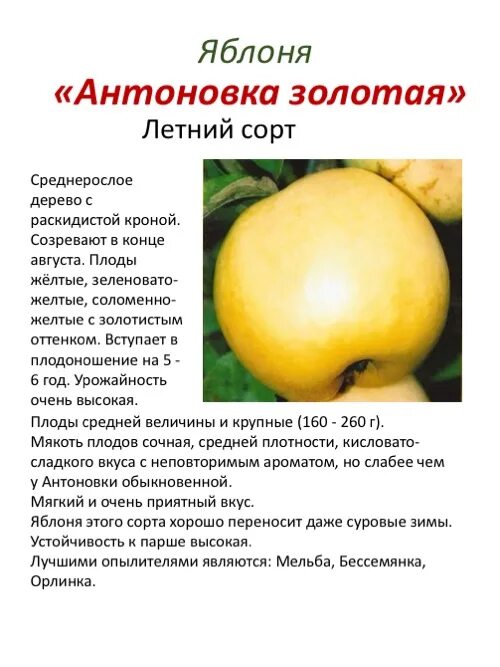 Яблоко описание фото. Яблоня Антоновка описание сорта. Антоновка сорт яблок описание. Яблоня Голден описание сорта. Антоновка Золотая сорт яблок.