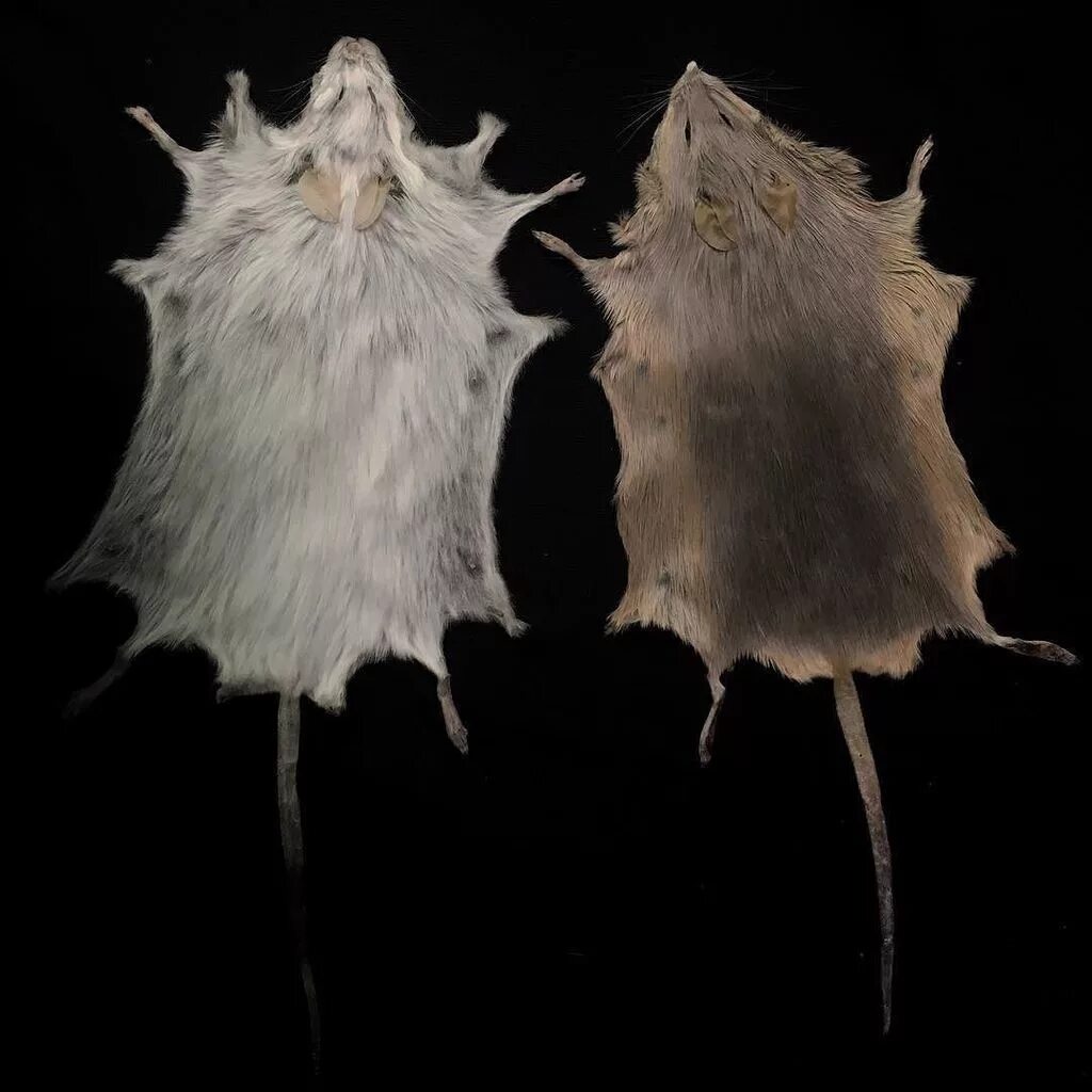 Ключница в виде летучей мыши. Химеры биология. Регенерация у млекопитающих. Мышь крадется. Мышиный глаз.