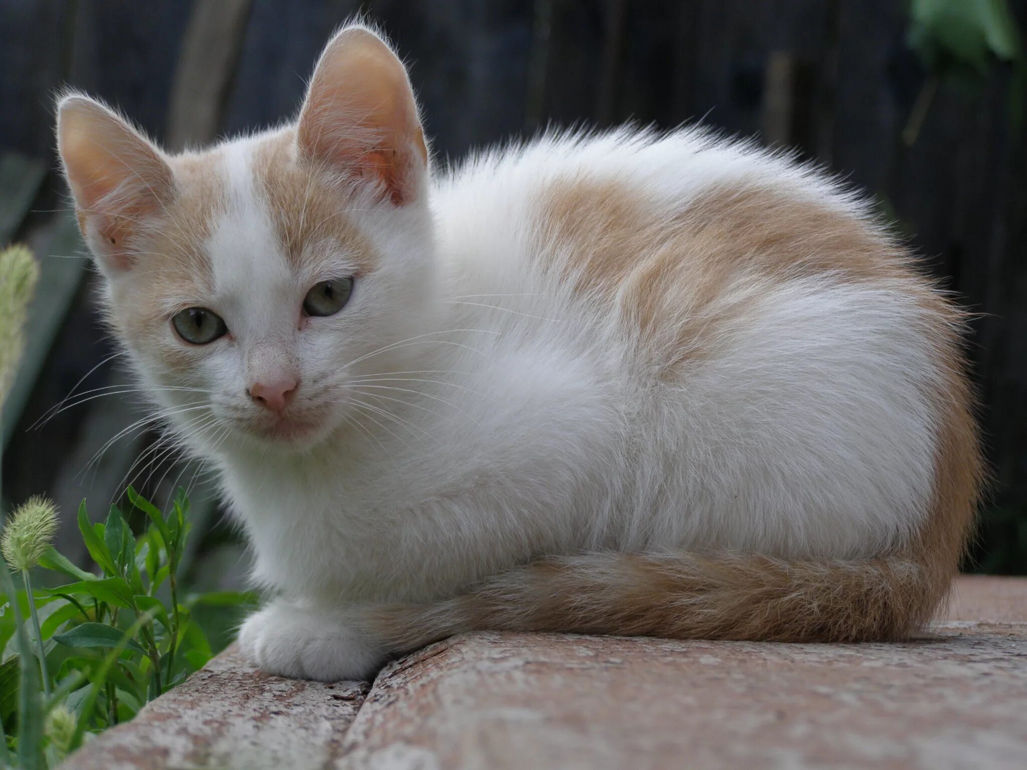 Какую кошку зовут. Двухцветная кошка. Клички для котов. Имена для белой кошки необычное. Имена для белых котов.
