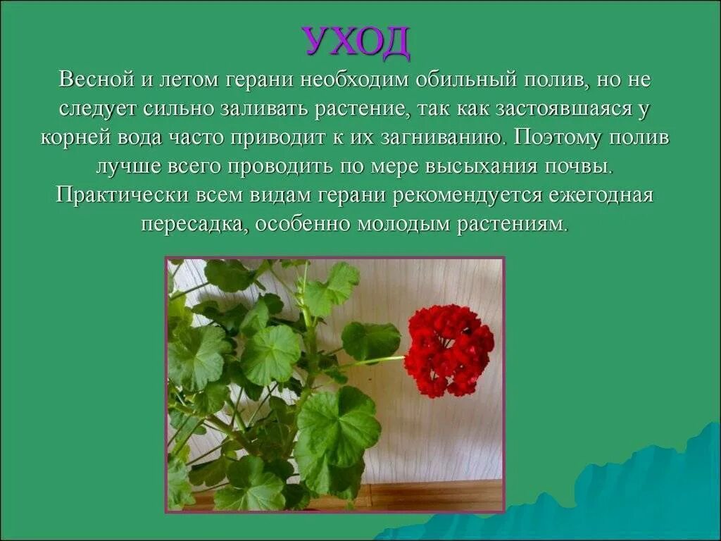 Герань. Герань комнатное растение. Герань описание уход. Герань комнатное растение. Герань описание уход.