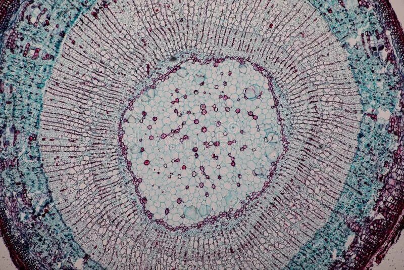 Микрофотография среза корень. Dicot root Cross-Section. Поперечный срез корнеплода свеклы. Поперечный срез моркови. Поперечный срез корня микрофотография.