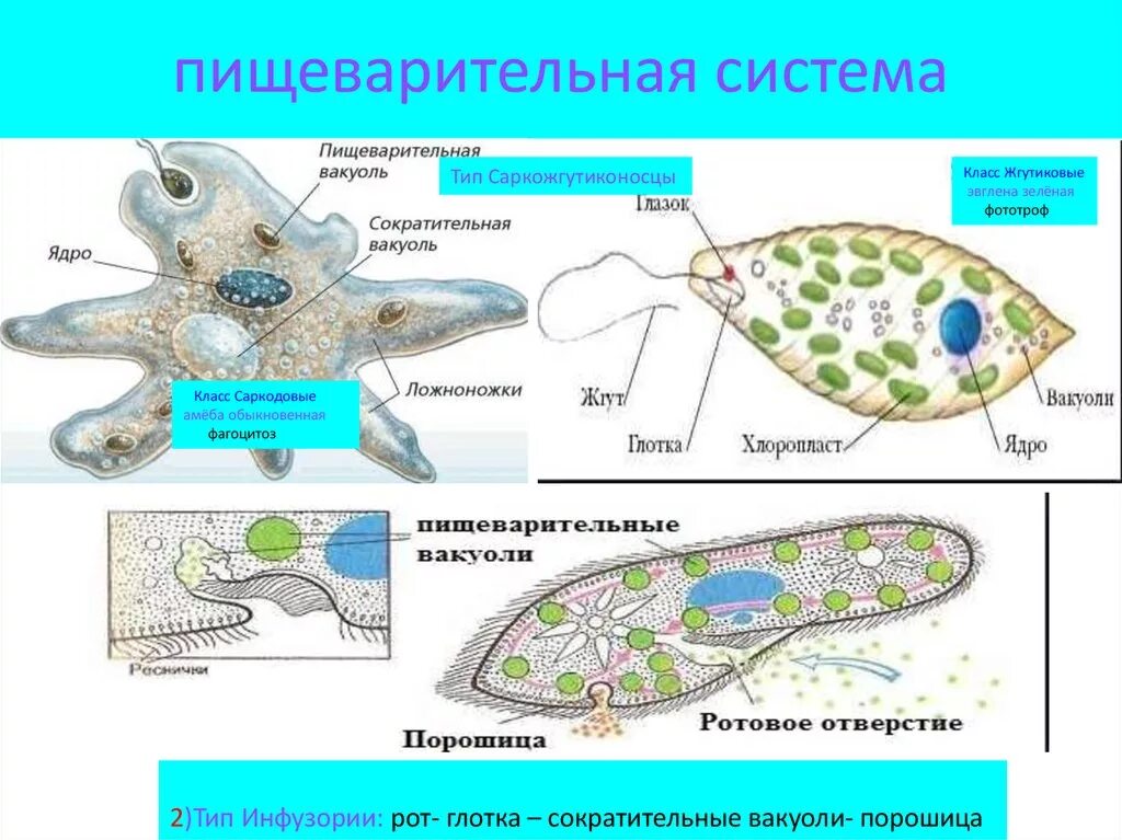 Пищеварительная вакуоль рисунок. Пищеварительная система саркодовых. Пищеварительная вакуоль у эвглены зеленой. Порошица у амебы. Строение амебы порошица.