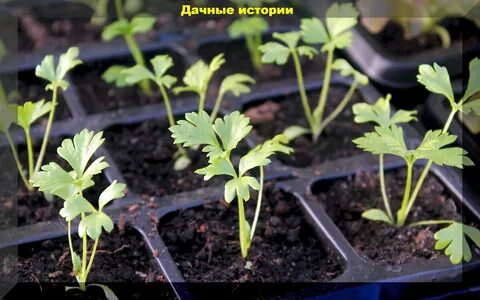 Когда сеять петрушку в открытый грунт