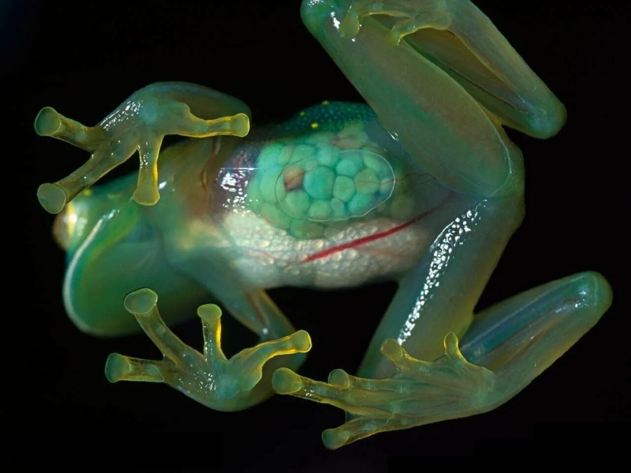 Стеклянная лягушка (Glass Frog). Бахромчатая стеклянная лягушка. Стеклянная лягушка Флайшмана. Стеклянные лягушки Centrolenidae.