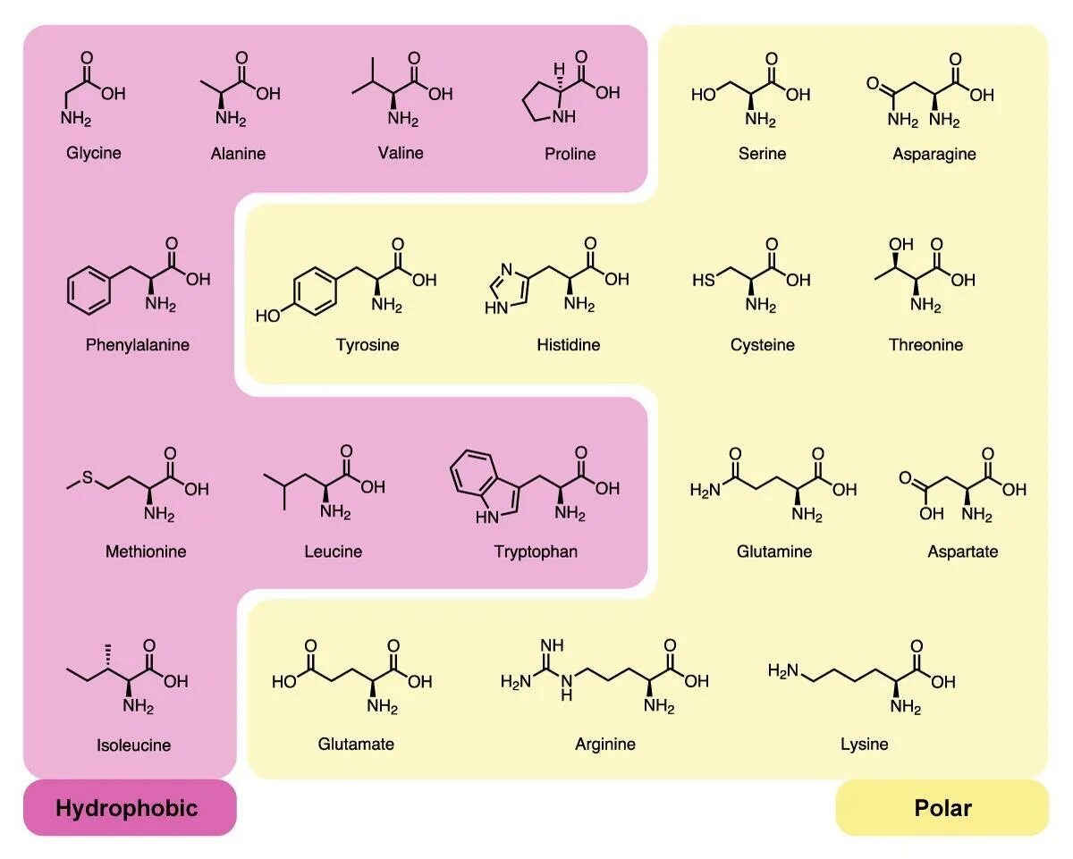 L amino acid