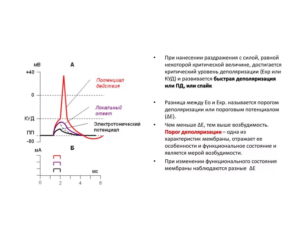 Потенциал действия критический уровень деполяризации. Величина порога раздражения физиология. Порог деполяризации. Порог потенциала действия. Максимальная величина раздражителя
