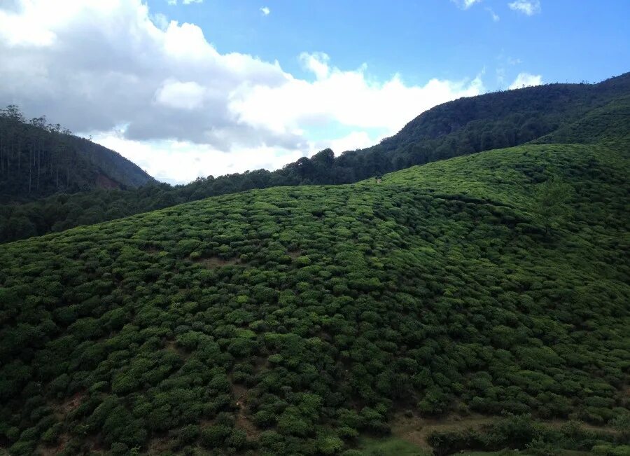 сердце цейлона. чай майский отборный 2гр*25пак. лист 100г. сердце цейлона. сердце цейлона.