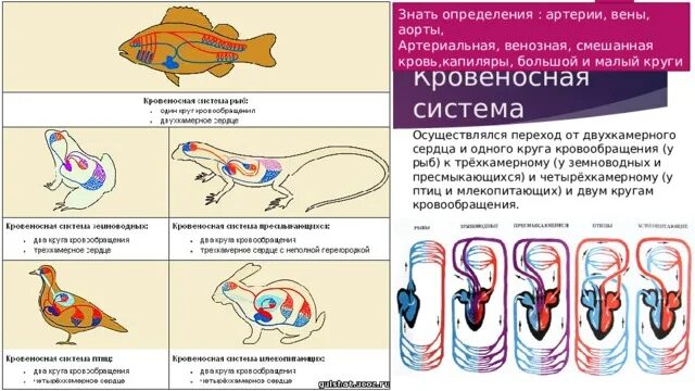Сходства кровеносной системы рыб и земноводных. Кровеносная система рыб. кровеносная система амфибий. смешанная кровь у рыб.