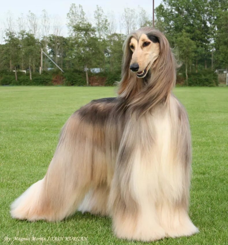 Афганская борзая. Афганская борзая / Afghan Hound. Афганская борзая черная. Кензо Афганская борзая. Груминг великие