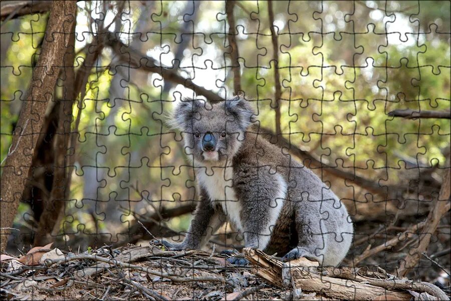 Pin by Ларчик КоПаник on животные Australian animals, Animals, Australian native