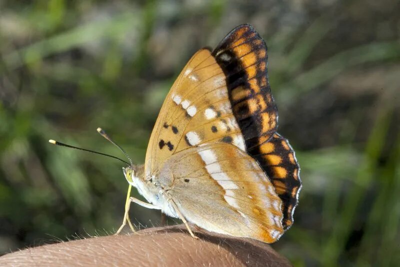бабочки красноярск