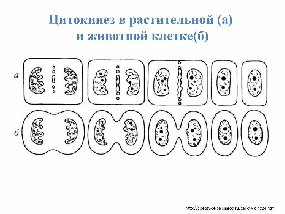 Особенности деления клеток животных. Цитокинез растительной клетки. Цитокинез у животных и растительных клеток. Цитокинез у растений и животных отличия. Делеение растительно йклетки.