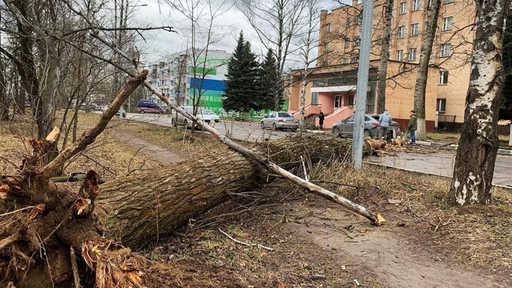 Москва сейчас деревья. Ураган в Москве повалил деревья. Смерч в Москве 2020. Поваленные деревья в Москве. Поваленное дерево.