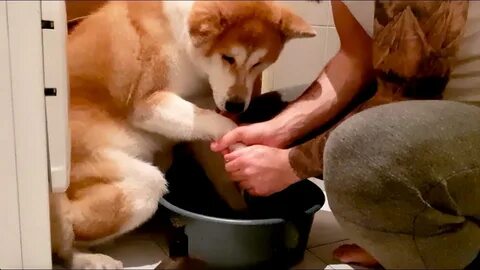 Мыть лапы