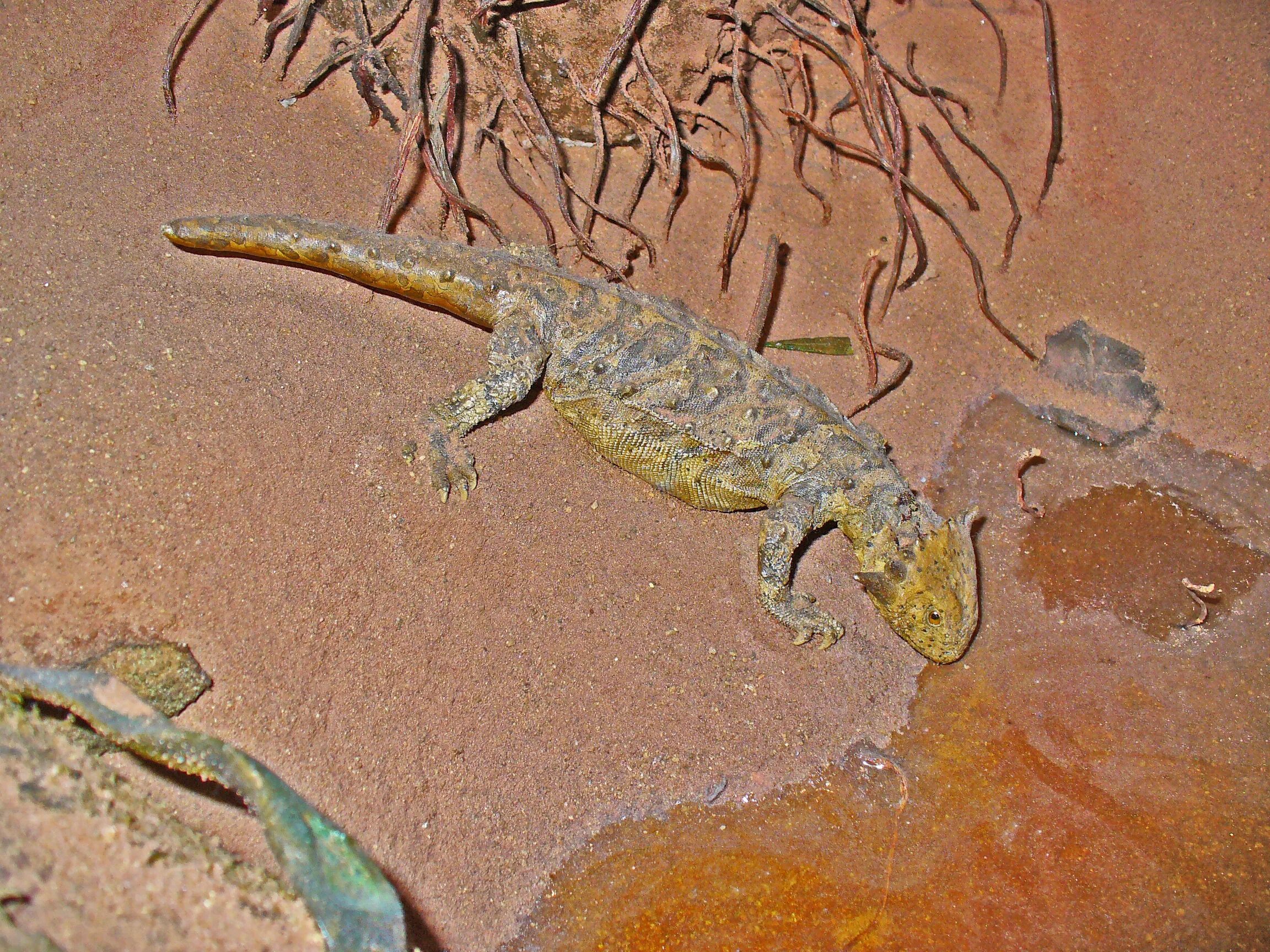 Род ящериц 5. Tichvinskia vjatkensis. Гипсогнат. Ящерицы Триасового периода. Парарептилии.