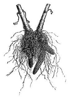 Корень черн