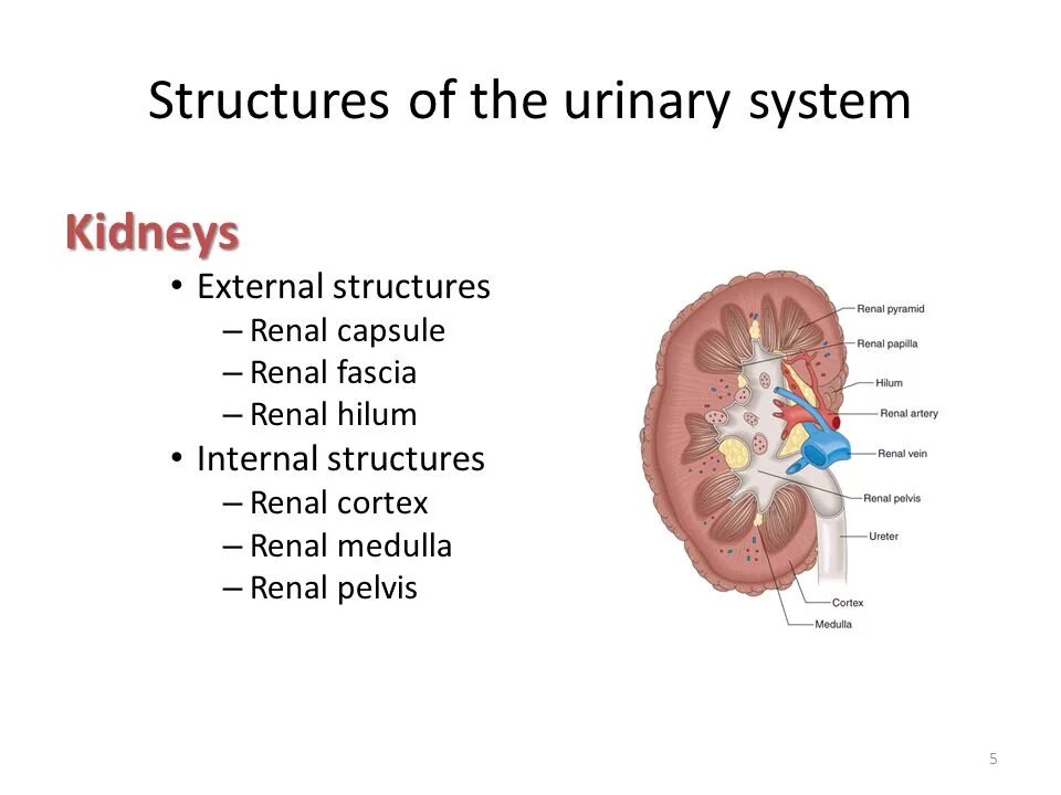 Urinary system. Structure and functions of the Urinary System. Fascia Urinary System. Urinary System tasks.