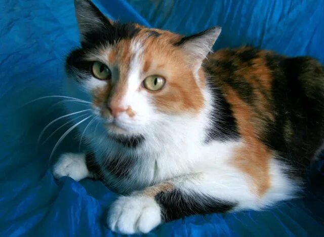 Какие котята родятся у трехцветной кошки. Трехцветные кошки редкие. Мейеу трехцветный. Трехцветная питерская кошка. Тиффани кошка трехцветные.