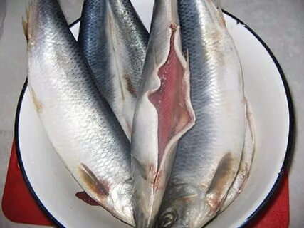 Красная селедка