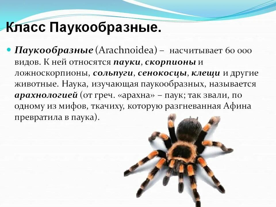 Паук относится к паукообразным. Доклад о пауках 7 класс биология. Характеристика паука биология 7 класс. К какому классу относятся пауки. Доклад по биологии класс паукообразные.