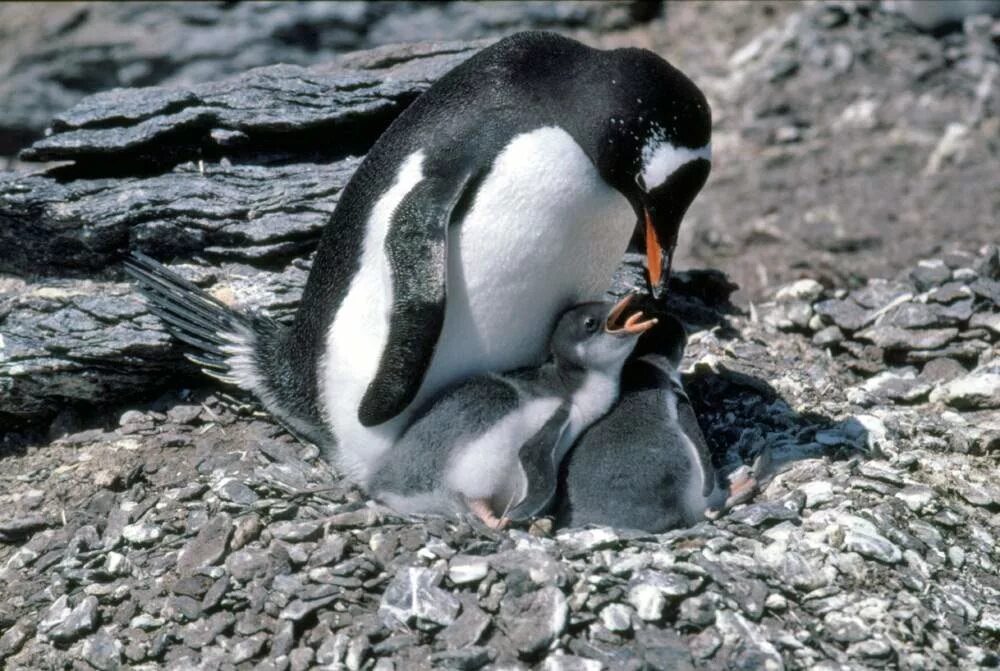 Где едят пингвинов