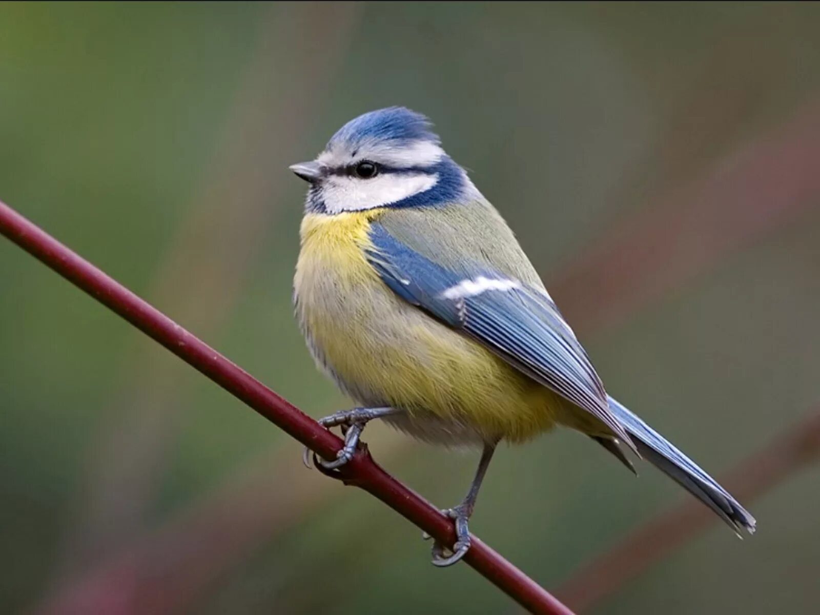 синицевые воробьинообразные. как называется птичка похожая на синичку. голубая синичка лазоревка. синичка лазоревка. как называется птичка похожая на синичку.